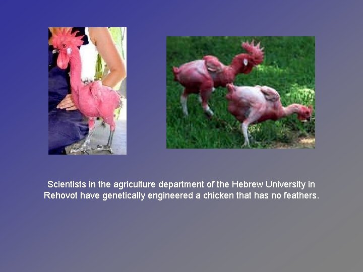  Scientists in the agriculture department of the Hebrew University in Rehovot have genetically