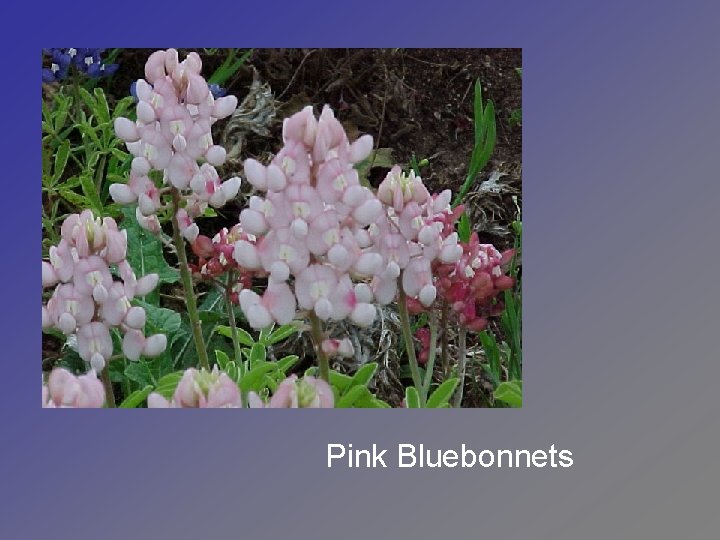 Pink Bluebonnets 