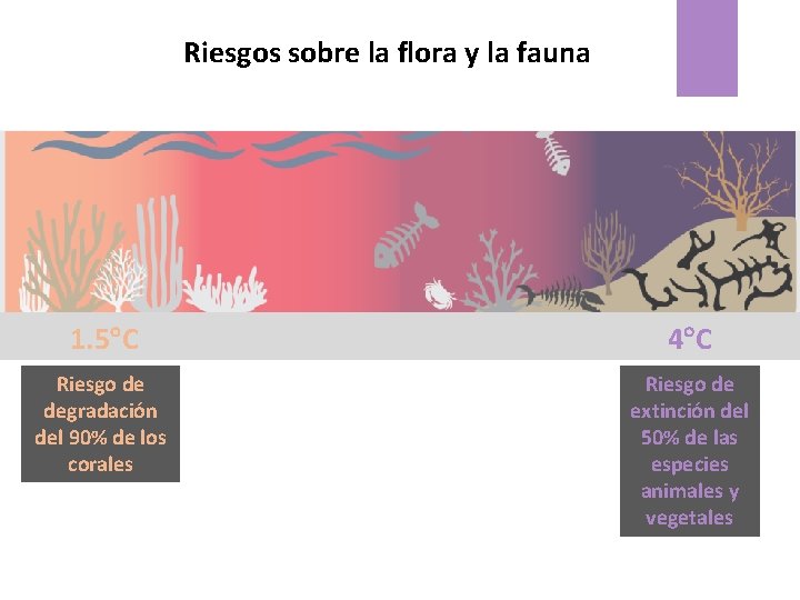 Riesgos sobre la flora y la fauna 1. 5 C 4 C Riesgo de