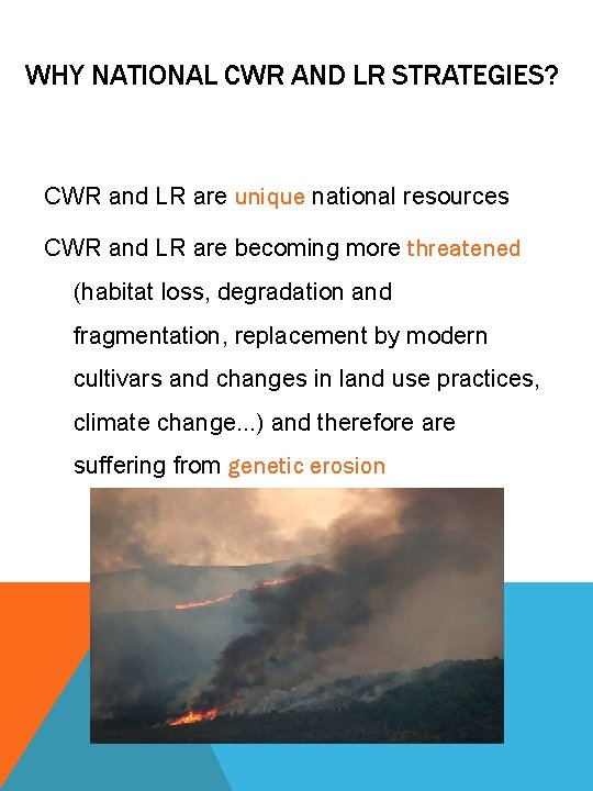 WHY NATIONAL CWR AND LR STRATEGIES? CWR and LR are unique national resources CWR