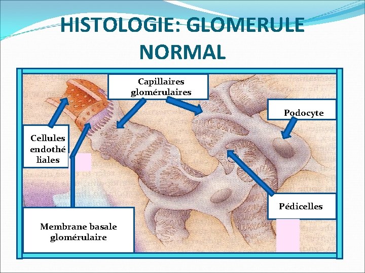 HISTOLOGIE: GLOMERULE NORMAL Capillaires CC glomérulaires Po. PPdocyte. C Podocyte C Cellules Ce endothé
