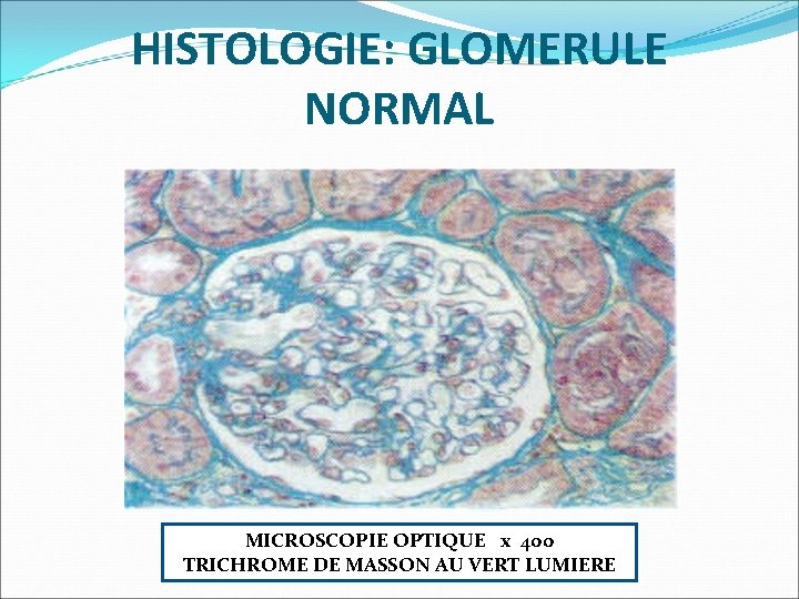 HISTOLOGIE: GLOMERULE NORMAL MICROSCOPIE OPTIQUE x 400 MI TRICHROME DE MASSON AU VERT LUMIERE