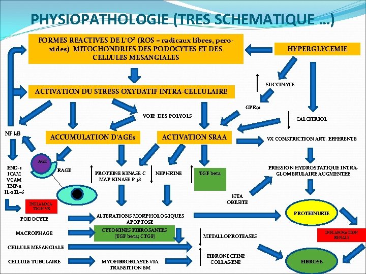 PHYSIOPATHOLOGIE (TRES SCHEMATIQUE …) FORMES REACTIVES DE L’O² (ROS = radicaux libres, pero- xides)