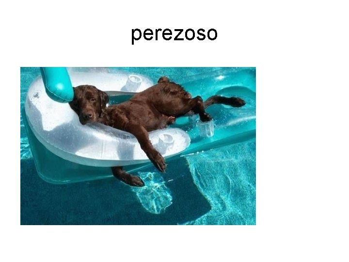 perezoso 