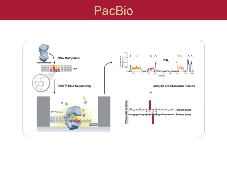 Pac. Bio 