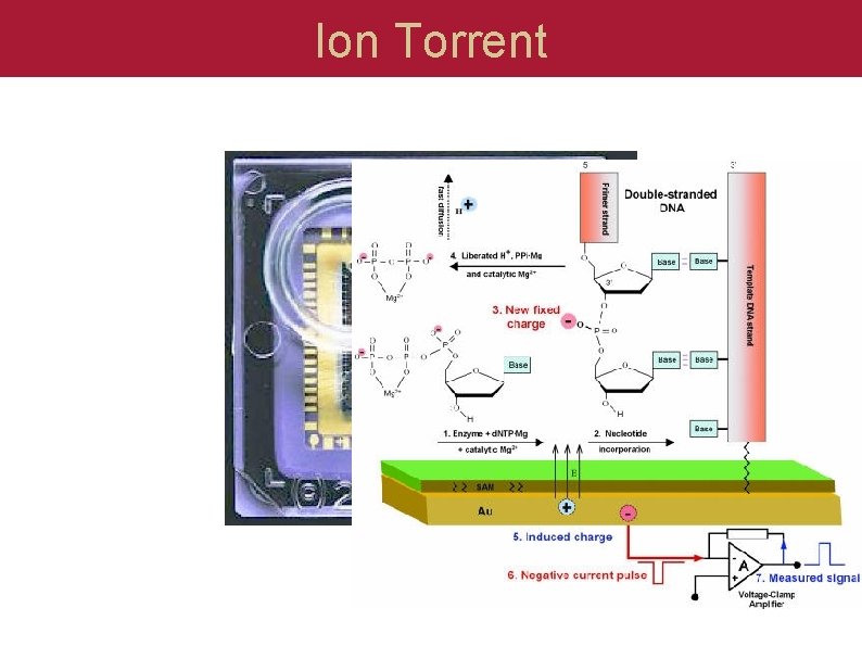 Ion Torrent 