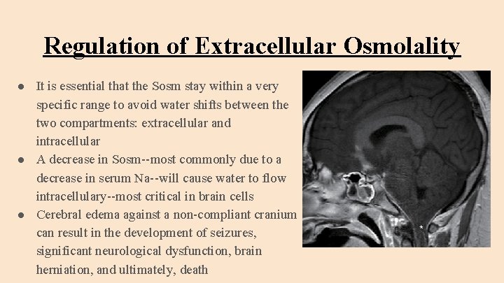 Regulation of Extracellular Osmolality ● It is essential that the Sosm stay within a