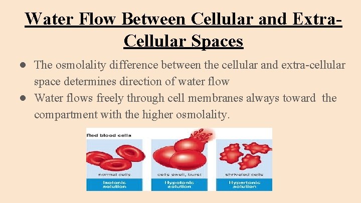 Water Flow Between Cellular and Extra. Cellular Spaces ● The osmolality difference between the