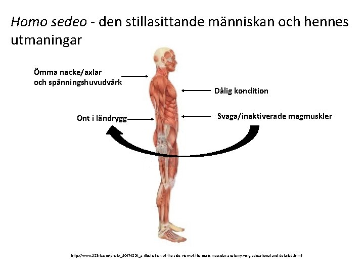 Homo sedeo - den stillasittande människan och hennes utmaningar Ömma nacke/axlar och spänningshuvudvärk Ont