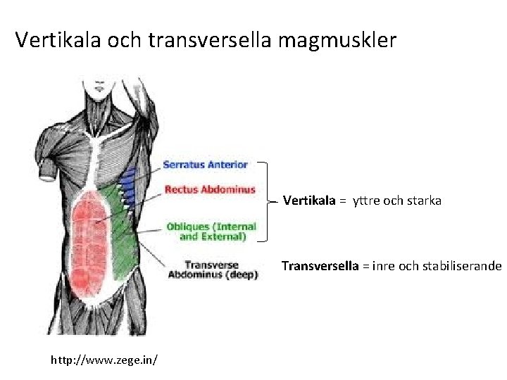 Vertikala och transversella magmuskler Vertikala = yttre och starka Transversella = inre och stabiliserande