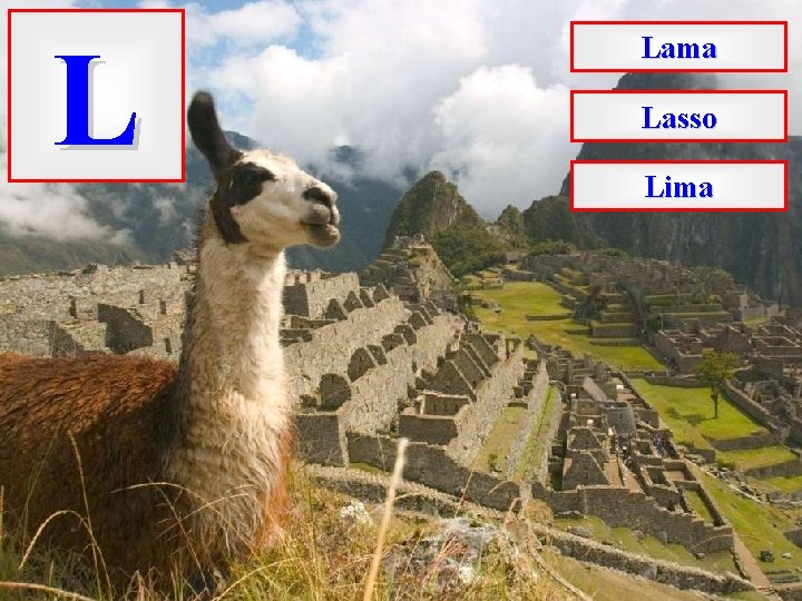 L Lama Lasso Lima 