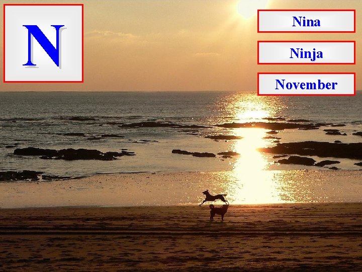N Nina Ninja November 
