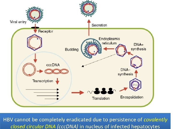 HBV cannot be completely eradicated due to persistence of covalently closed circular DNA (ccc.