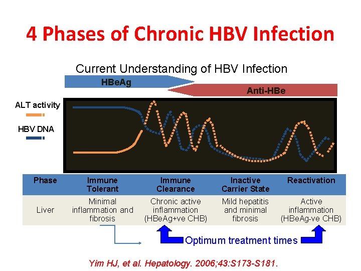 4 Phases of Chronic HBV Infection Current Understanding of HBV Infection HBe. Ag Anti-HBe