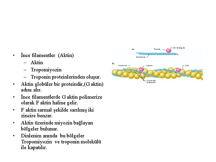  • • • İnce filamentler (Aktin) – Aktin – Tropomiyozin – Troponin proteinlerinden