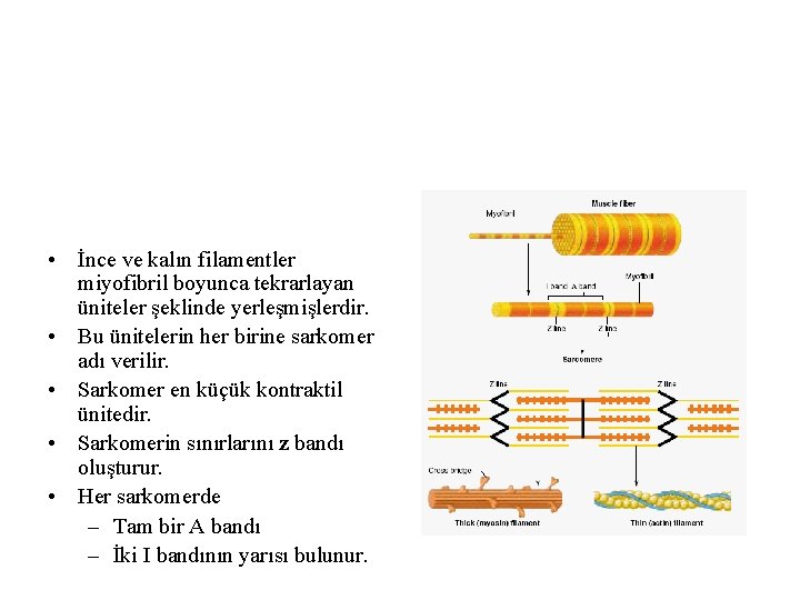  • İnce ve kalın filamentler miyofibril boyunca tekrarlayan üniteler şeklinde yerleşmişlerdir. • Bu