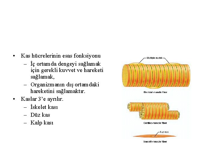  • Kas hücrelerinin esas fonksiyonu – İç ortamda dengeyi sağlamak için gerekli kuvvet