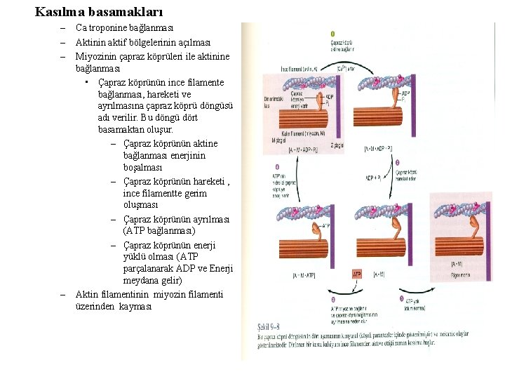 Kasılma basamakları – – Ca troponine bağlanması Aktinin aktif bölgelerinin açılması Miyozinin çapraz köprüleri