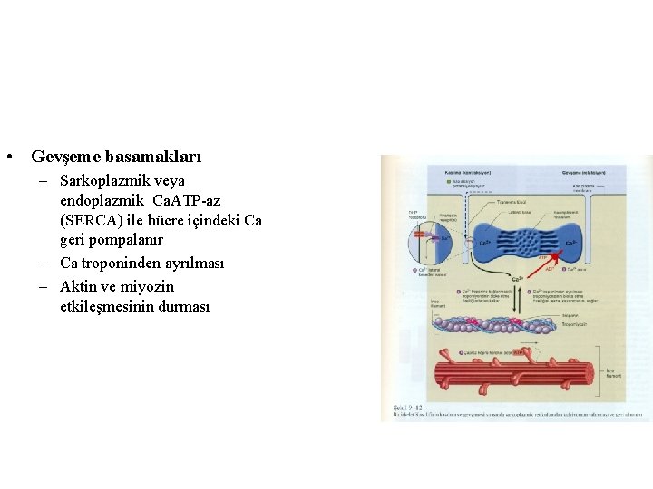  • Gevşeme basamakları – Sarkoplazmik veya endoplazmik Ca. ATP-az (SERCA) ile hücre içindeki