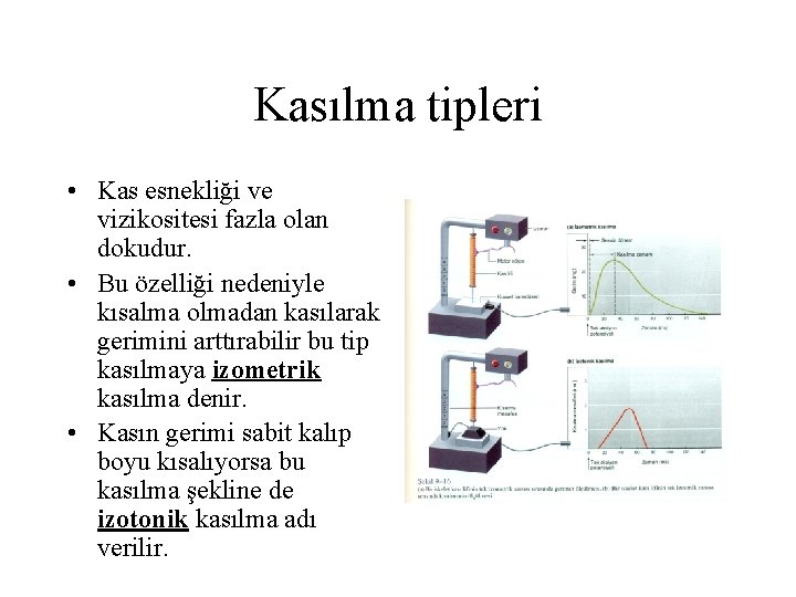 Kasılma tipleri • Kas esnekliği ve vizikositesi fazla olan dokudur. • Bu özelliği nedeniyle