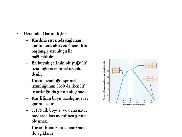  • Uzunluk –Gerim ilişkisi – Kasılma sırasında sağlanan gerim kontraksiyon öncesi lifin başlangıç