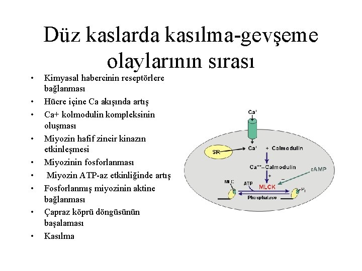  • • • Düz kaslarda kasılma-gevşeme olaylarının sırası Kimyasal habercinin reseptörlere bağlanması Hücre