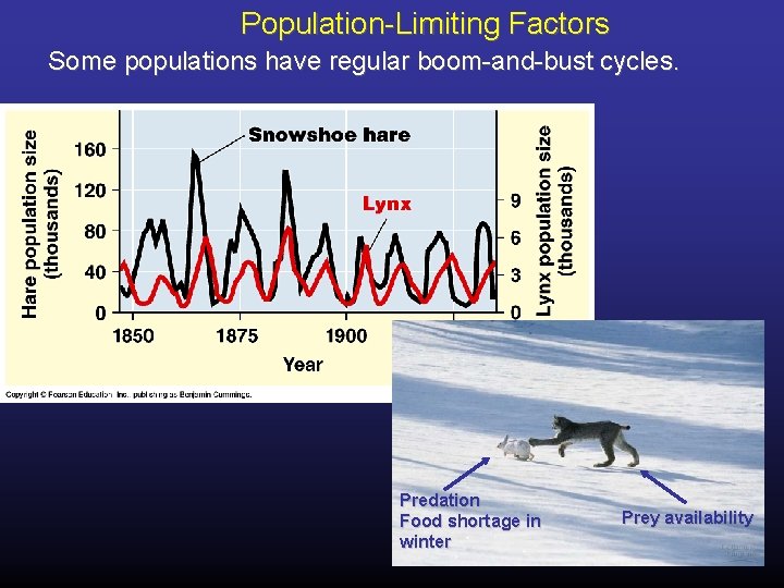 Population-Limiting Factors Some populations have regular boom-and-bust cycles. Predation Food shortage in winter Prey