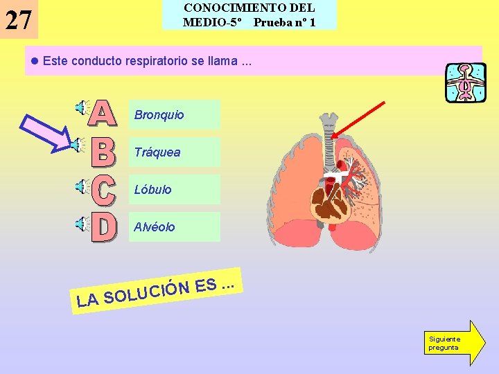 CONOCIMIENTO DEL MEDIO-5º Prueba nº 1 27 l Este conducto respiratorio se llama. . CONOCIMIENTO DEL MEDIO-5º Prueba nº 1 27 l Este conducto respiratorio se llama. .