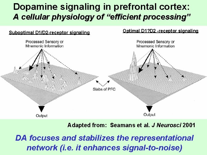 Dopamine signaling in prefrontal cortex: A cellular physiology of “efficient processing” Suboptimal D 1/D