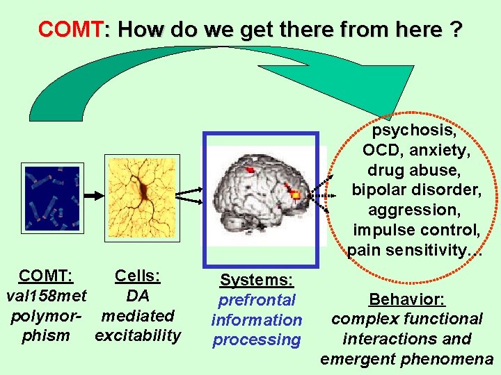 COMT: How do we get there from here ? psychosis, OCD, anxiety, drug abuse,