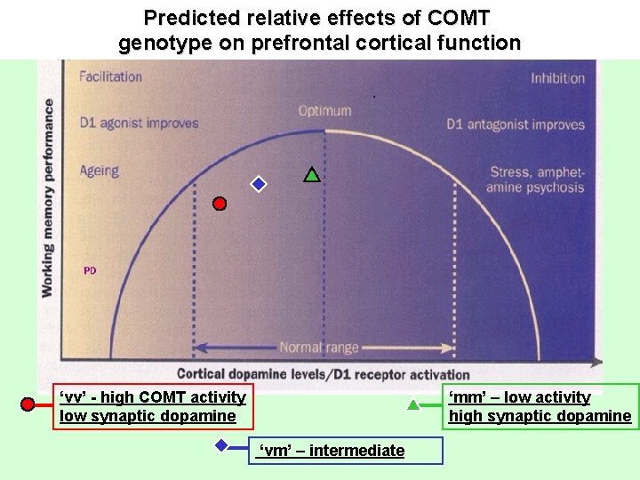 Predicted relative effects of COMT genotype on prefrontal cortical function ‘vv’ - high COMT