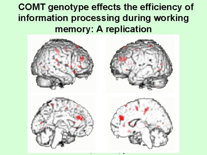 COMT genotype effects the efficiency of information processing during working memory: A replication vv>vm>mm,