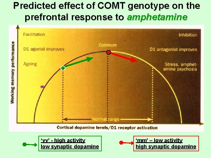 Predicted effect of COMT genotype on the prefrontal response to amphetamine PD ‘vv’ -