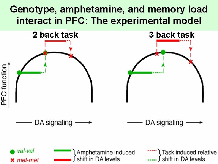 Genotype, amphetamine, and memory load interact in PFC: The experimental model 2 back task