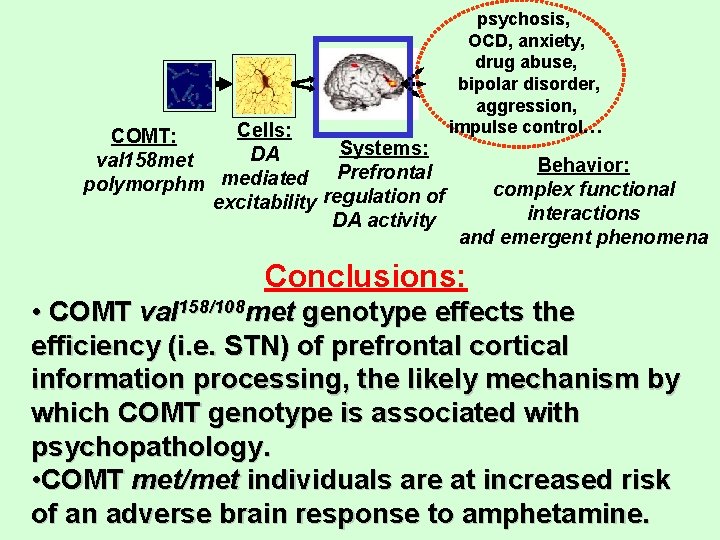 Cells: COMT: Systems: DA val 158 met Prefrontal polymorphm mediated excitability regulation of DA