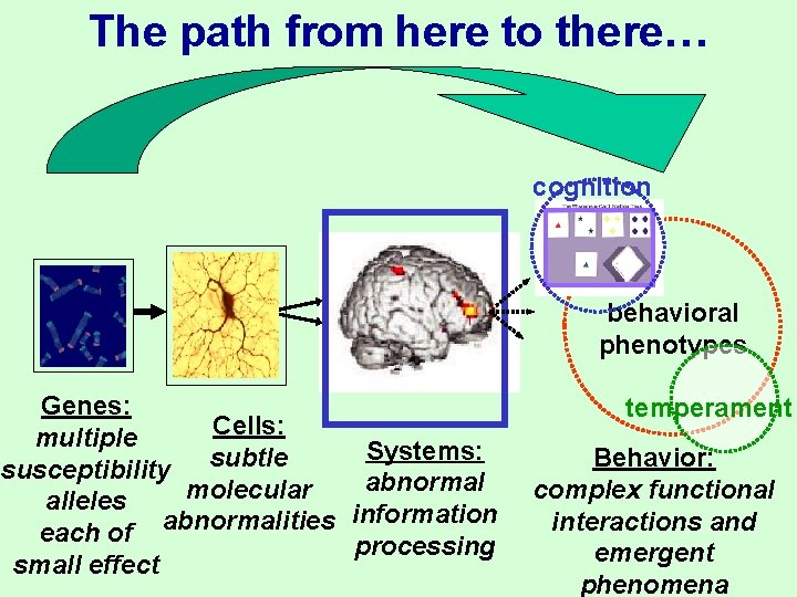 The path from here to there… cognition behavioral phenotypes Genes: Cells: multiple Systems: subtle