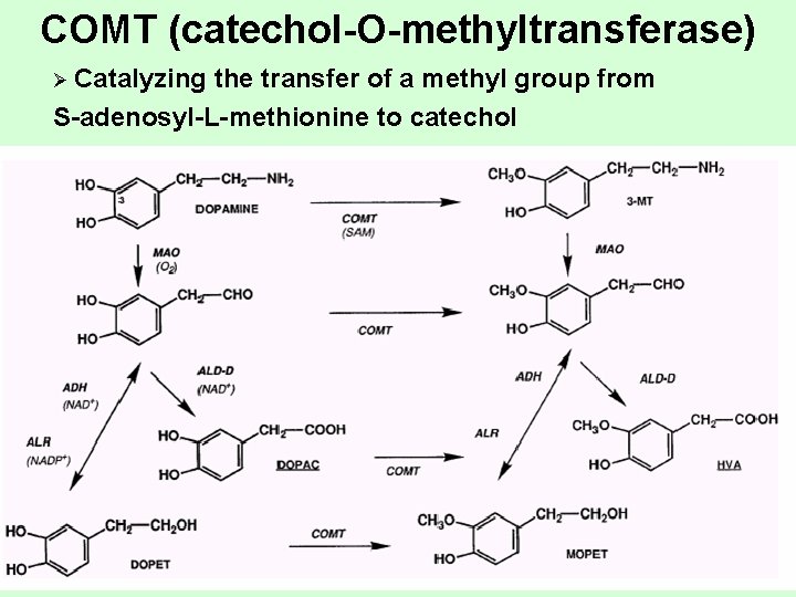 COMT (catechol-O-methyltransferase) Ø Catalyzing the transfer of a methyl group from S-adenosyl-L-methionine to catechol