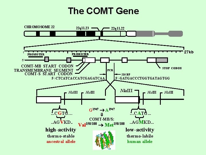 The COMT Gene CHROMOSOME 22 1 PROMOTER 22 q 11. 23 22 q 11.