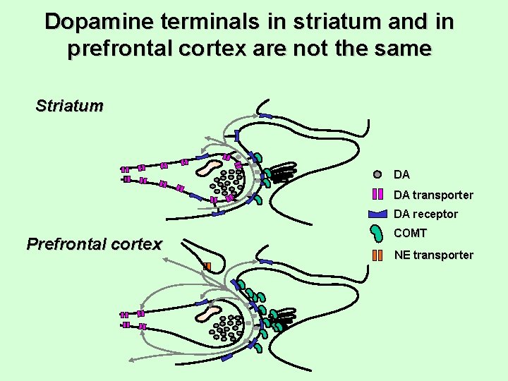 Dopamine terminals in striatum and in prefrontal cortex are not the same Striatum DA