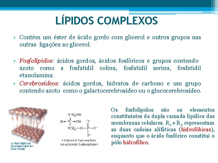 LÍPIDOS COMPLEXOS • Contém um éster de ácido gordo com glicerol e outros grupos