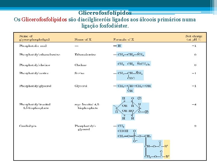 Glicerofosfolípidos Os Glicerofosfolípidos são diacilgliceróis ligados aos álcoois primários numa ligação fosfodiéster. 