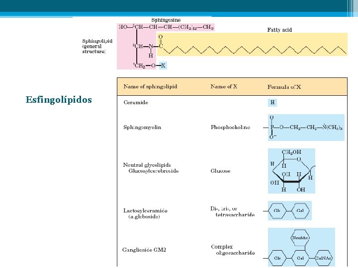 Esfingolípidos 
