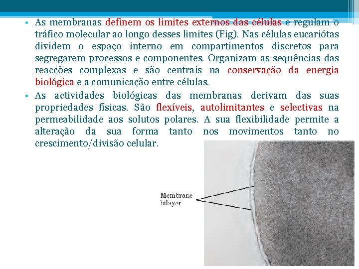  • As membranas definem os limites externos das células e regulam o tráfico
