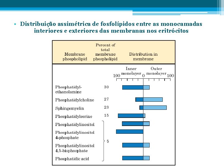  • Distribuição assimétrica de fosfolípidos entre as monocamadas interiores e exteriores das membranas