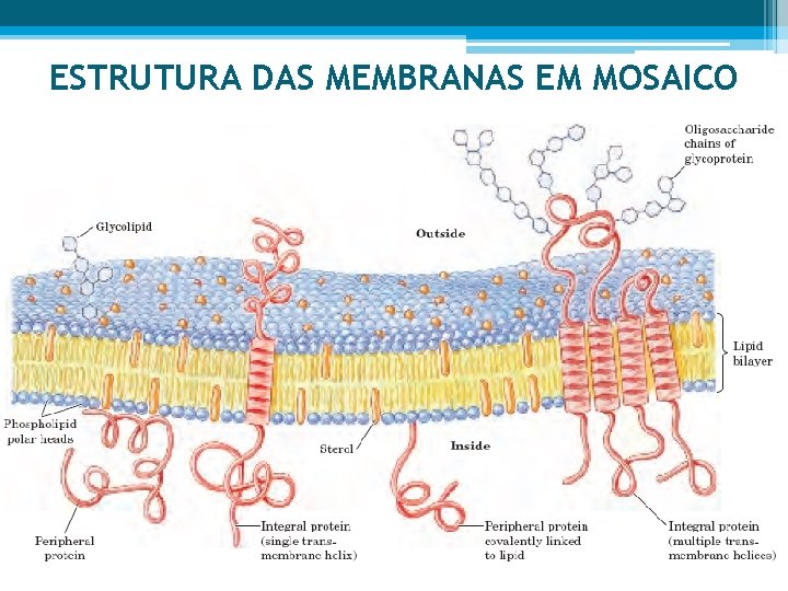 ESTRUTURA DAS MEMBRANAS EM MOSAICO 