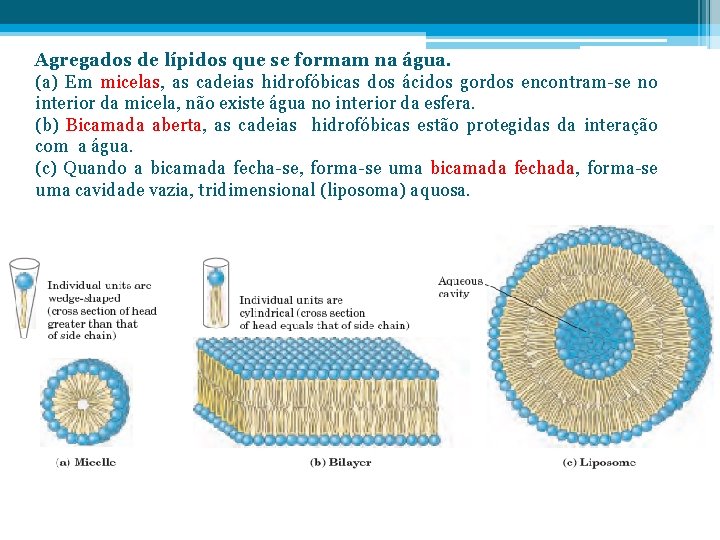 Agregados de lípidos que se formam na água. (a) Em micelas, as cadeias hidrofóbicas