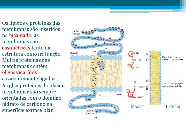 Os lípidos e proteínas das membranas são inseridos na bicamada; as membranas são assimétricas