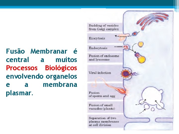 Fusão Membranar é central a muitos Processos Biológicos envolvendo organelos e a membrana plasmar.