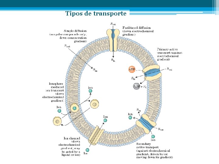 Tipos de transporte 