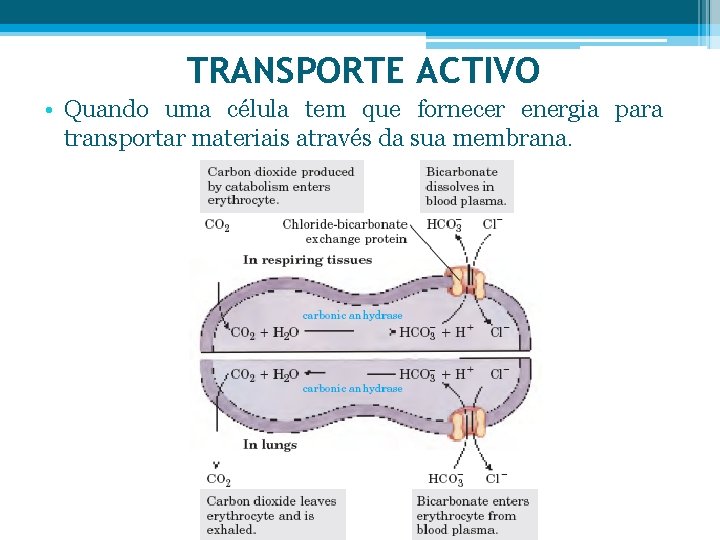 TRANSPORTE ACTIVO • Quando uma célula tem que fornecer energia para transportar materiais através